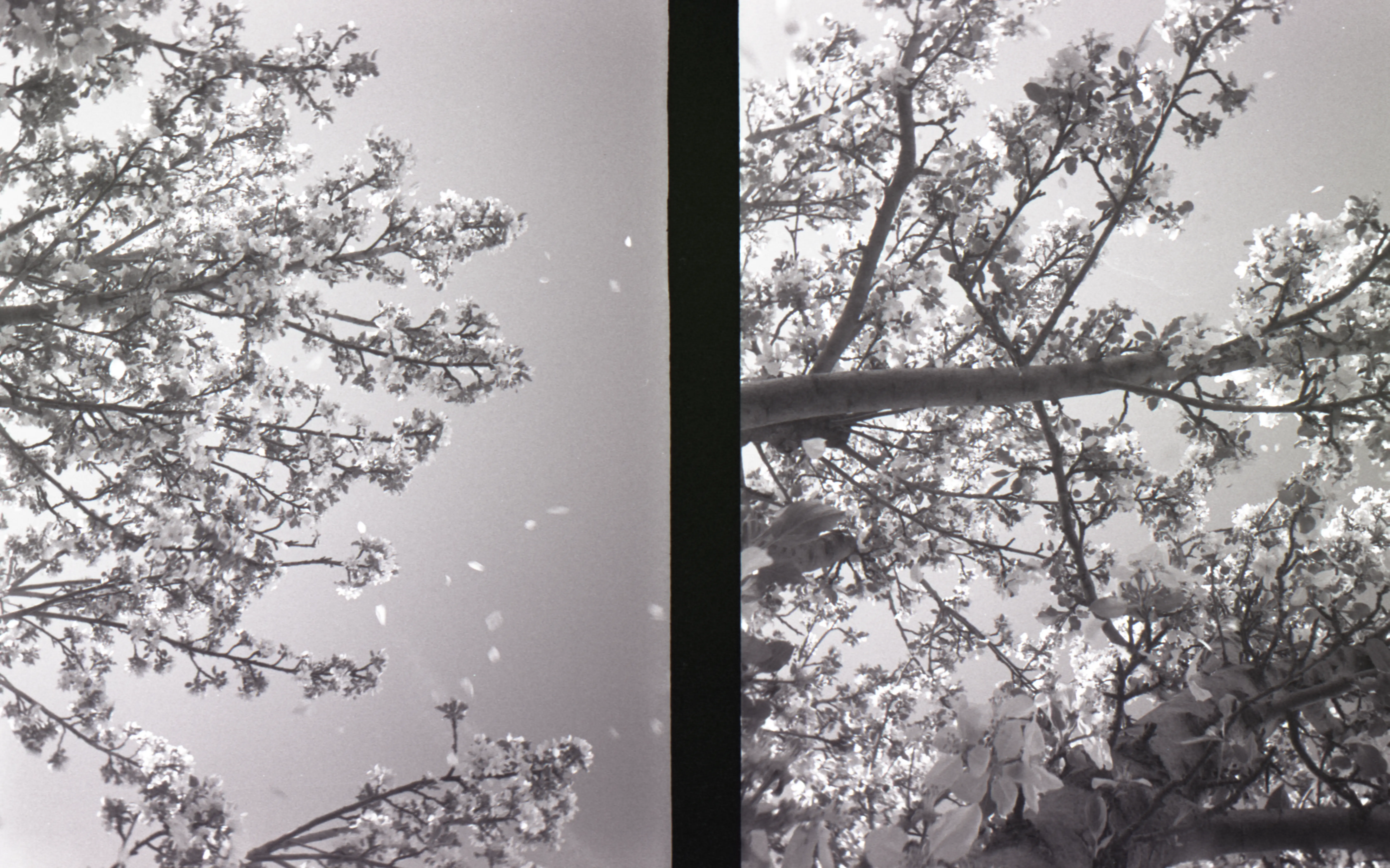 half Frame Trees
